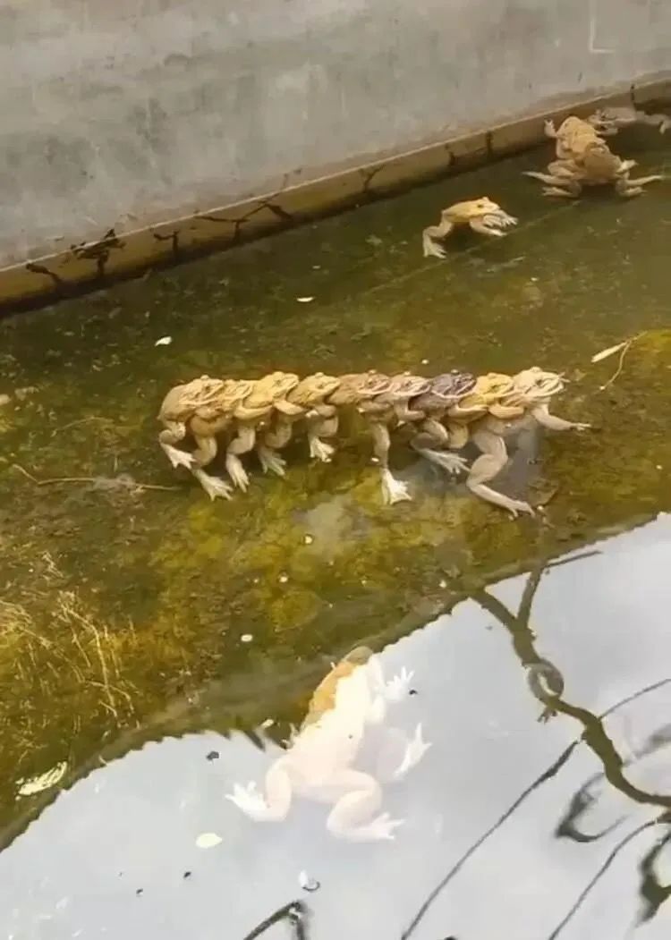 姑娘家里缺啥调料了？要帮忙吗？